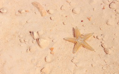 Sahilde denizyıldızı