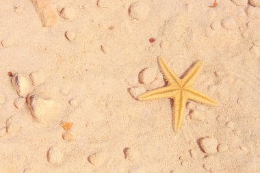 Sahilde denizyıldızı