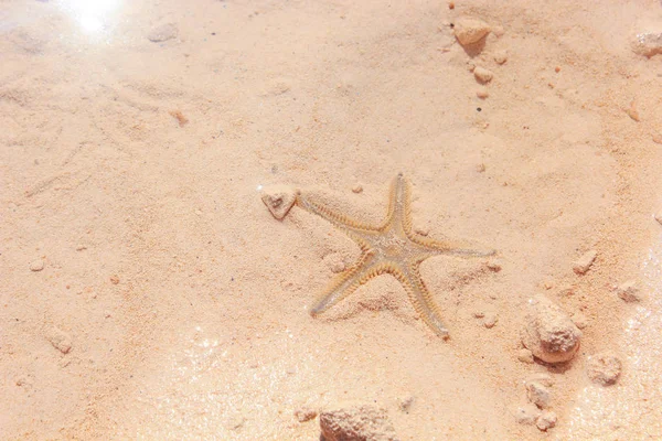 Starfish on the Beach — Stock Photo, Image