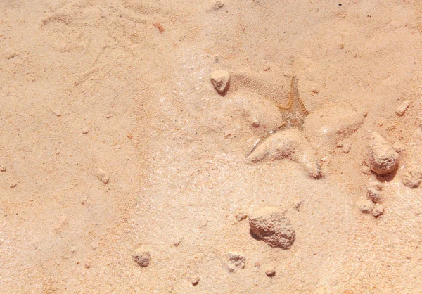 Sahilde denizyıldızı