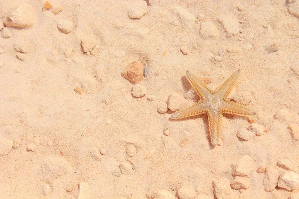 Sahilde denizyıldızı