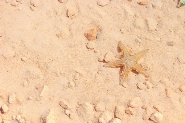 Sahilde denizyıldızı