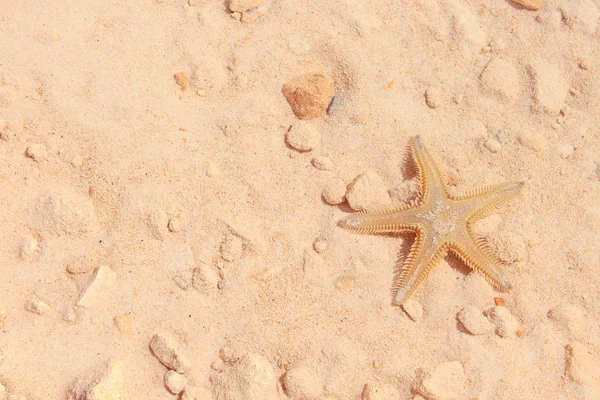 Sahilde denizyıldızı