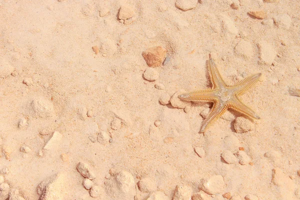 Sahilde denizyıldızı