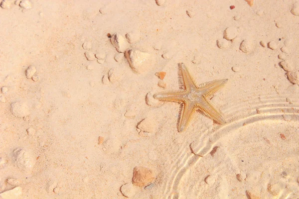 Sahilde denizyıldızı