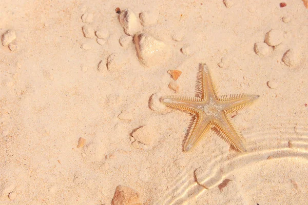 Sahilde denizyıldızı