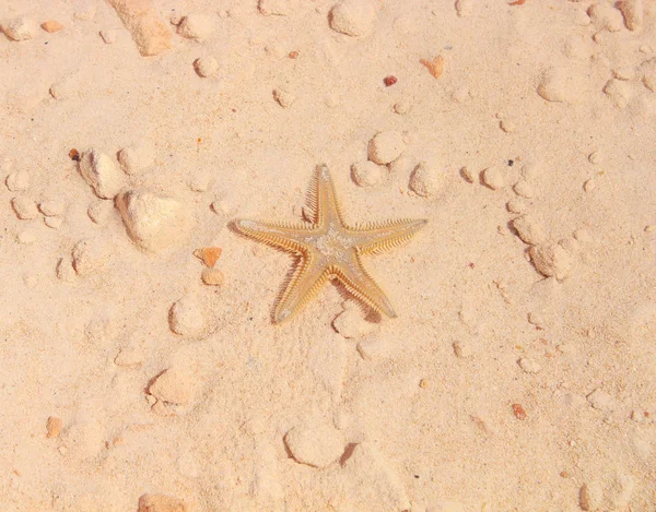 Sahilde denizyıldızı