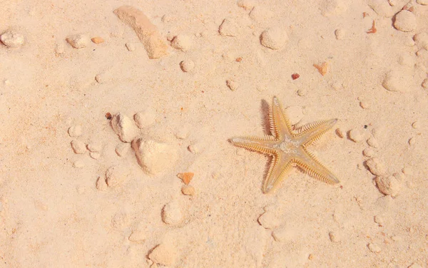 Sahilde denizyıldızı