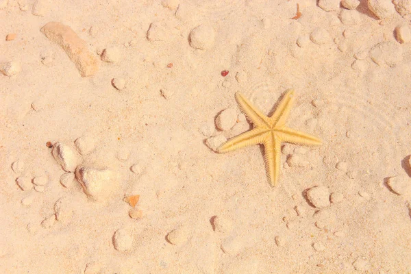 Sahilde denizyıldızı