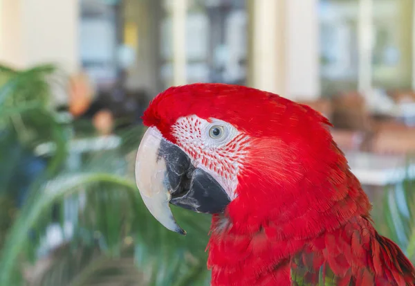 Red ara macaw is a large striking parrot who has characteristic bare face patch around the eye. Can be a good friend to the children and joy to adults, but as a long-liver can outlive its owner. — Stock Photo, Image