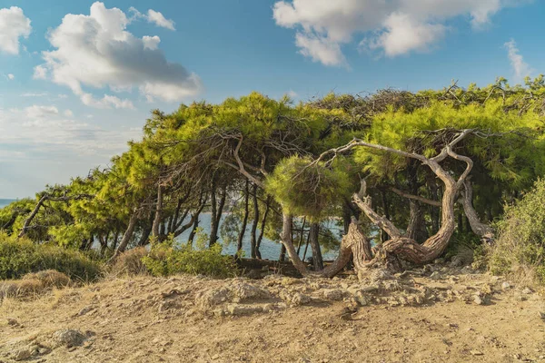 Piękny krajobraz z turecką sosną, morze w tle i ładne błękitne niebo z chmurami. Zielona sosna (pinus brutia) z płaskimi koronami i krzywymi pniami wyglądają olbrzymie. — Zdjęcie stockowe