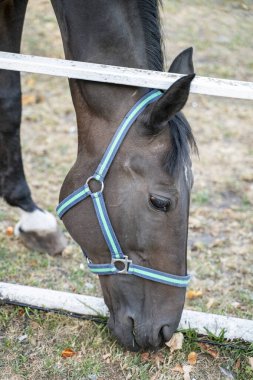 Gri at yemek yiyor, yaklaşın. At yetiştiriciliği.