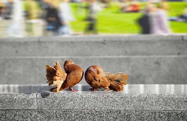 Tauben lieben. Im Sommer stehen sich zwei Tauben in der Stadt gegenüber. eine Taube ist peinlich berührt, eine andere wirft die Brust raus und wird großspurig — Stockfoto