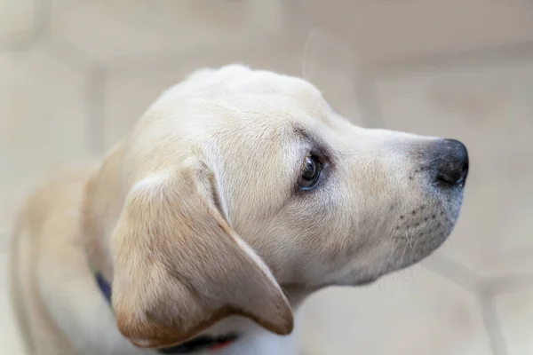 Portrait of yellow labrador retriever puppy, side view and macro. Dog is just arrived to the new owners house, a bit astonished and has puzzled look and pensive eyes