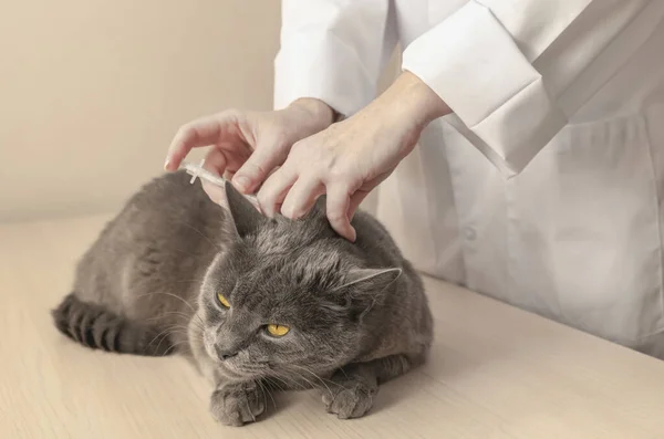 Gri kedi veteriner kliniğinde aşı yaptırıyor. Profesyonel veteriner hasta kediye enjeksiyon yapıyor. Doğa kavramını sev.