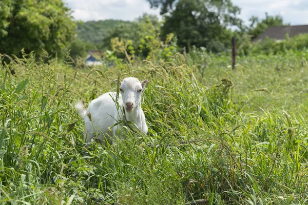 Портрет белого козленка, пасущегося в зеленой траве в то время как прекрасный летний день, сельский пейзаж, крыши деревенских домов на заднем плане. Малыш очень маленький и забавный. Цветное изображение, сельская сцена — стоковое фото
