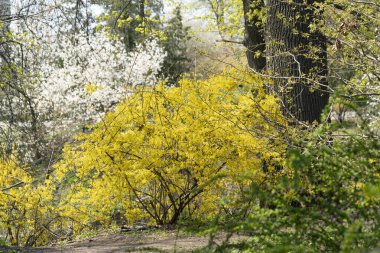 Parktaki ilk bahar çiçekleri, sarı forsythia çalısı. Manzara Doğası.