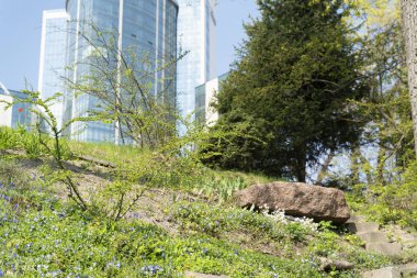 Şehre bahar geliyor, güneşli bir günde ilkbahar çiçekleri açıyor, arka planda yüksek binalar, Kiev, Ukrayna.