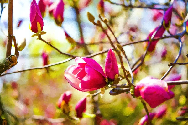 Mooie Roze Magnolia Bloemen Achtergrond Park Lente Kleur Olie Geschilderd — Stockfoto