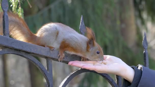 Amizade Entre Esquilo Pessoas Parque Cidade Esquilo Confia Nas Pessoas — Vídeo de Stock