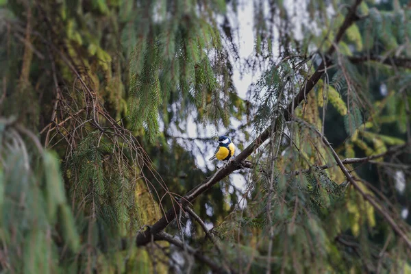 Küçük bir civciv sık ormandaki köknar dalında oturuyor. Renkli resim.