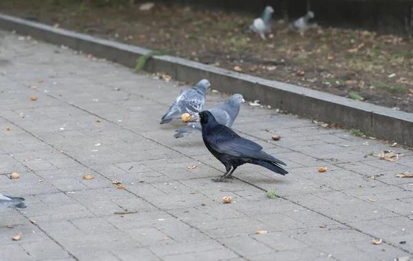Siyah karga gagasında cevizle şehir parkına tünemiş. Renkli resim.