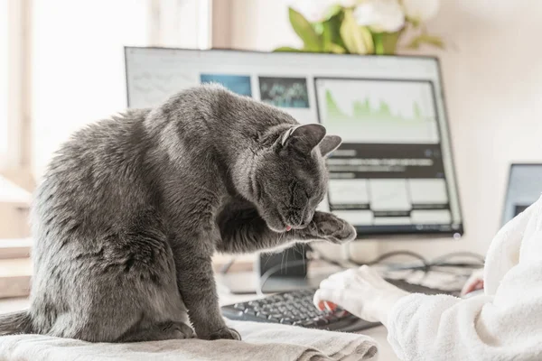 Gray cat sitting on the table at working place with IT equipment at home and washing. Woman in home clothing working on computer before monitor at homishness atmosphere. Flexible hours and remote working concept.