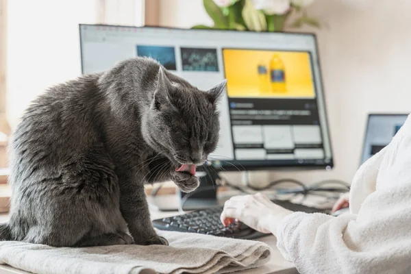 Kedi evde masada oturuyor ve yıkanıyor. Evde kıyafet alışverişi yapan bir kadın büyük ekrandan önce bilgisayarda. Homishness atmosferinde çevrimiçi alışveriş kavramı.