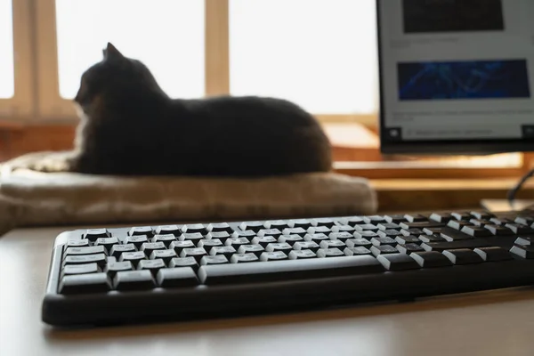 Local Trabalho Com Pessoal Casa Teclado Computador Primeiro Plano Gato — Fotografia de Stock