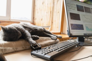 Gri kedi, merkez ofisin yanındaki pencere eşiğinde bilişim teknolojisi ekipmanıyla uyuyor. Evden çalışma ve uzaktan erişim kavramı.