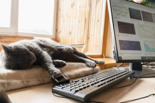 Graue Katze Schläft Auf Dem Fensterbrett Der Nähe Von Home Stockbild