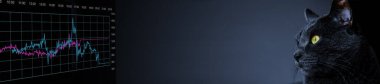 Küresel ekonomik kriz kavramı. Koyu mavi arkaplan, afiş gibi finansal verileri olan grafiklere bakan kara kedi.