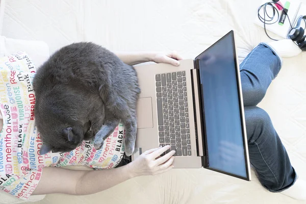 Peaceful cat sleeping on woman, who woring on computer at home on the sofa, candid. Domestic life concept.