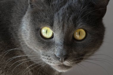 Gray cat looking at camera with dumb question: are you still at home?! You are too long on my territory! Solitude concept.