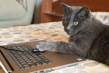 Evcil kedi evdeki kanepede bilgisayarla çalışıyor. Uzaktan çalışma konsepti.