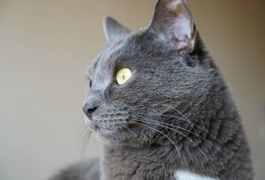 Güzel sarı gözlü sevimli gri kedi reklam için fotokopi alanını dikkatle izliyor..