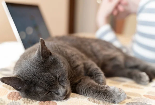 ソファに横になって ラップトップで自宅で働いている女性の近くで穏やかな猫の睡眠 ホームコンセプトからのリモートワーク — ストック写真