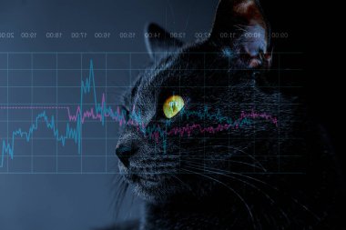 Ekonomik kriz konsepti. Sarı gözlü kara kedi, koyu mavi arkaplanda mali verileri olan grafiklere bakıyor..
