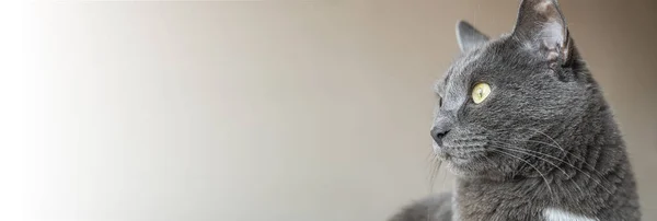 Πορτρέτο Του Αξιολάτρευτο Γκρι Γάτα Κίτρινα Μάτια Στιγμιότυπο Ζώου Χώρο — Φωτογραφία Αρχείου