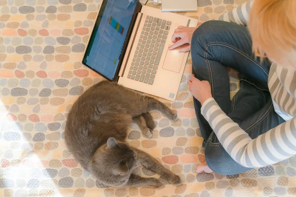 Cat ve efendisi evde kanepede, kedi dinleniyor, kadın bilgisayar kullanıyor. Ev hayatı konsepti, üst görünüm.