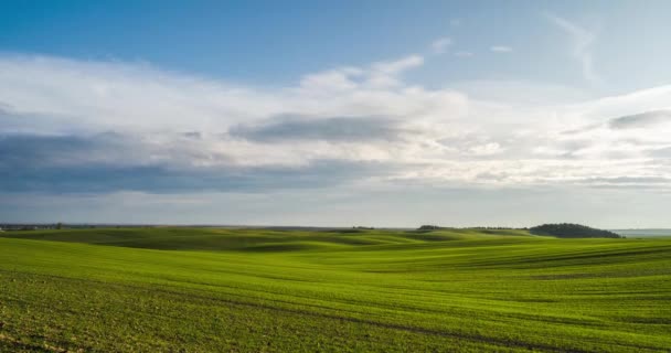 Yeşil tepeler. Baharda güneşli bulutlu, doğal, genç buğday tarlasının 4k zamanı. Sonsuz yeşil mısır gevreği tarlası Mavi bulutlu gökyüzünün altında. — Stok video