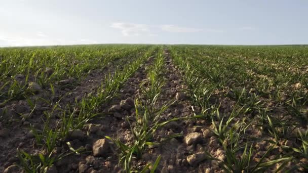 春天里乌云密布的农田 小麦芽从地里渗出 渗入耕地 在风中摇曳的大排种植谷物的特写镜头 — 图库视频影像