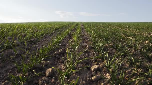 Campo Agrícola Com Nuvens Ensolaradas Primavera Brotos Trigo Espreitando Através — Vídeo de Stock