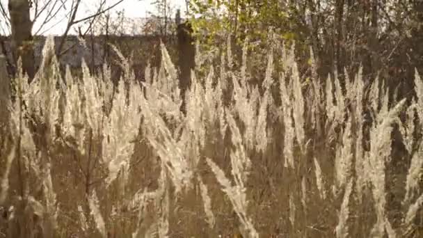 Bluegrass waving in the winds in the autumn. Natural grass with bluegrass swaying in the wind in the fall. Sunny autumn with the wind. — Stock Footage Bluegrass Waving Winds Autumn Natural Grass Bluegrass Swaying Wind Fall Video Clip