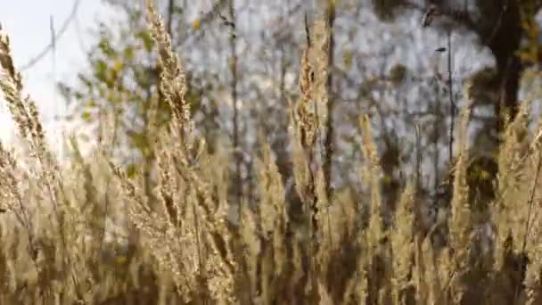 Bluegrass Sonbaharda Rüzgarda Sallanıyor Sonbaharda Rüzgârda Savrulan Çayır Çimenleri Rüzgarlı — Stok video