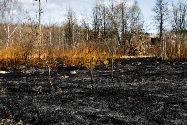 Çimen yangınının toprak üzerindeki etkileri. Kırsal alanın siyah yüzeyi yanmış çimlerle kaplı. Bahar yangınından sonra yanmış çimenler. Kundaklama ve sakal yakmanın sonuçları. Doğal Afetlerin Sonrası.