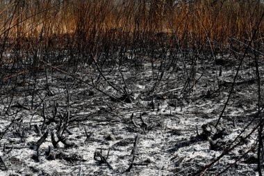 Kırsal alanın siyah yüzeyi yanmış çimlerle kaplı. Çimen yangınının toprak üzerindeki etkileri. Bahar yangınından sonra yanmış çimenler. Kundaklama ve sakal yakmanın sonuçları. Doğal Afetlerin Sonrası.