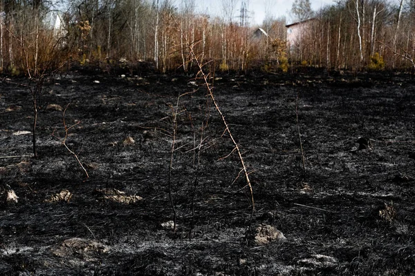 Efectos Del Fuego Hierba Los Suelos Hierba Carbonizada Después Incendio — Foto de Stock