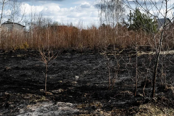 Aftermath of Natural Disasters. Effects of grass fire on soils. Charred grass after a spring fire. Black surface of the rural field with a burned grass. Consequences of arson and stubble burning.