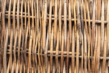 Kahverengi söğüt dikey bükülmüş